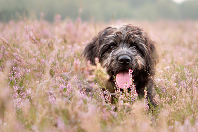 Close-up of dog on field