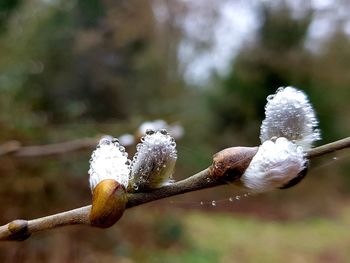 Close-up of snow on plant