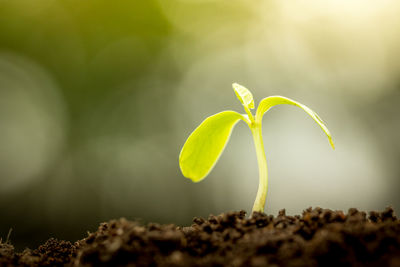 Close-up of sapling