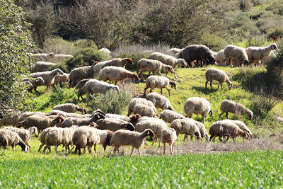 Flock of sheep grazing on field
