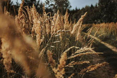 Close-up of dry plants on field