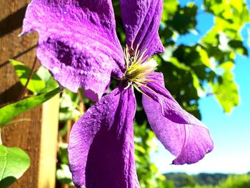 Close-up of purple flowering plant