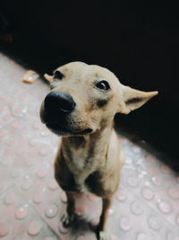 High angle portrait of dog looking away