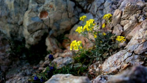 Close-up of yellow flowering plant on rock