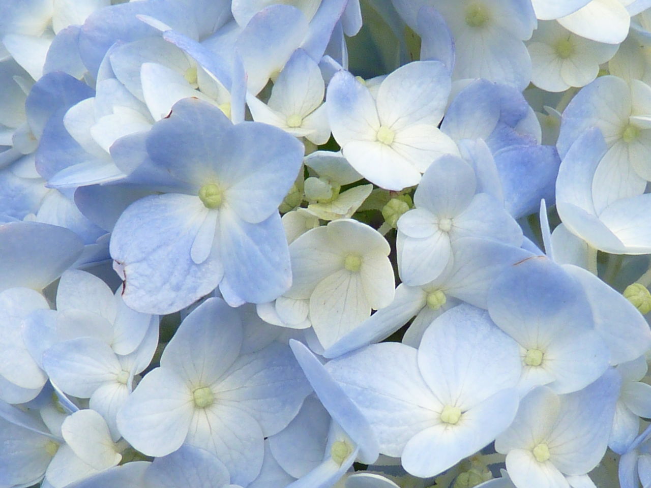 CLOSE-UP OF BLUE HYDRANGEA FLOWERS