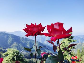 Close-up of red rose against clear sky