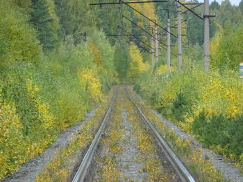 Railroad tracks amidst trees in forest during autumn