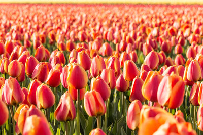 Full frame shot of red tulips