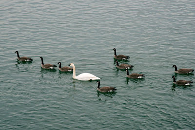 High angle view of birds swimming in lake