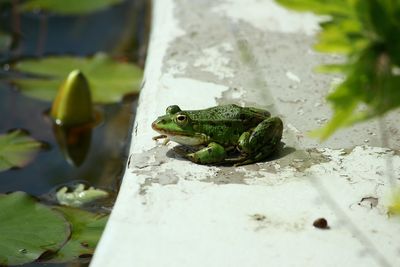 Close-up of frog 