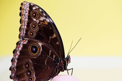 Macro shot of blue morpho butterfly over yellow background