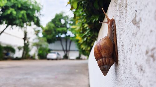 Close-up of ice cream hanging on street against wall