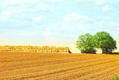 Scenic view of agricultural field against sky