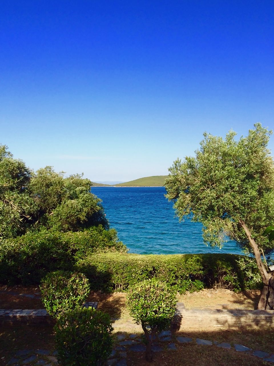 clear sky, blue, copy space, sea, tranquil scene, tranquility, water, beauty in nature, tree, growth, nature, scenics, horizon over water, plant, sunlight, green color, idyllic, day, outdoors, green