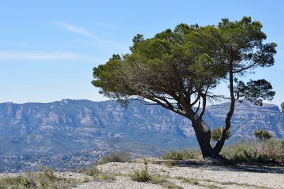 Tree by mountain against sky