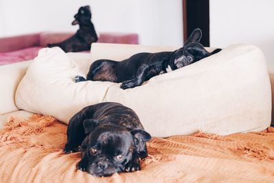 Dog sleeping on bed