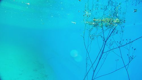 Close-up of jellyfish against blue sky