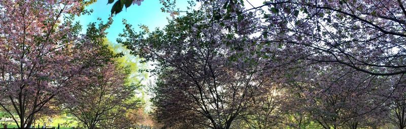 Low angle view of cherry blossoms in forest