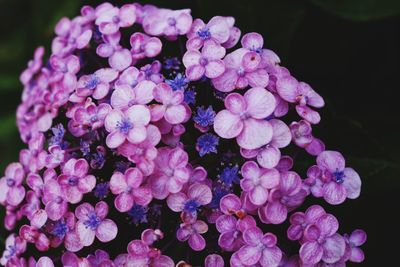 Close-up of purple hydrangea flowers