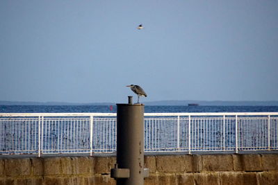 Fischreiher, heron 