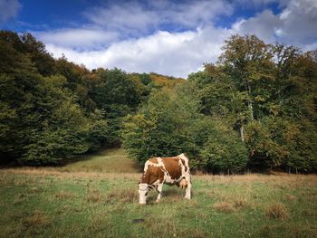 Cow grazing on a field in autumn