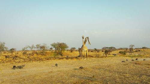 Giraffes in savanna in ruaha national park in tanzania 