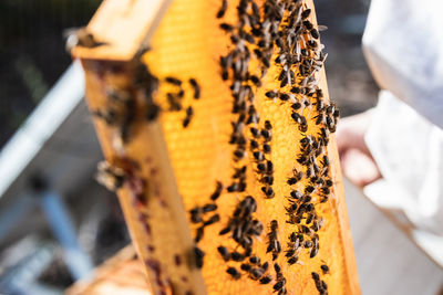 From above closeup of honeycomb in wooden frame with many bees on sunny day in apiary