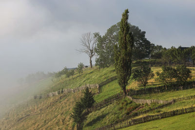 Trees on field against sky