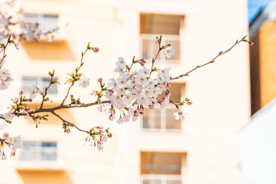 Close-up of white cherry blossom plant