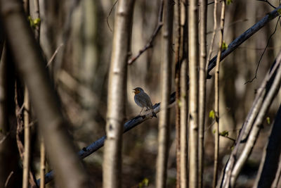 Bird perching on twig