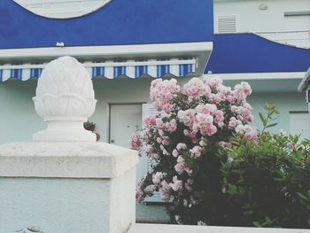 Low angle view of flowers against built structure