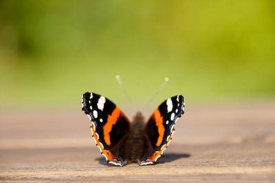 Close-up of butterfly on leaf