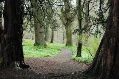 Trees growing in forest