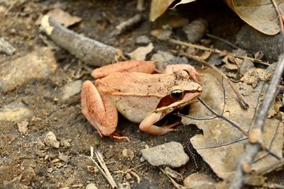 High angle view of frog on field