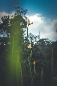 Close-up of yellow flowering plant