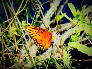 Close-up of butterfly on plant