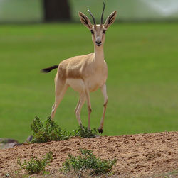 Portrait of deer standing on field