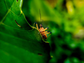 Close-up of insect on leaf