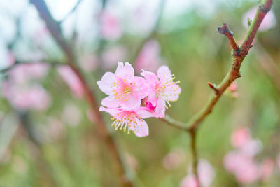 Close-up of pink cherry blossoms in spring