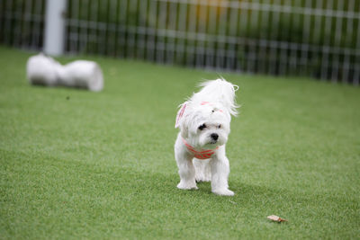 Portrait of dog with ball on grass