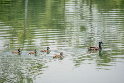 Ducks swimming on lake