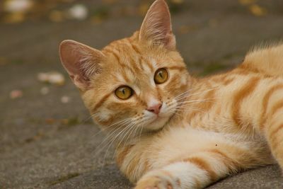 Close-up portrait of a cat