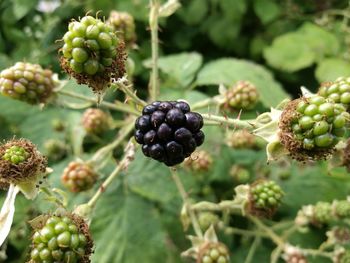 Close-up of grapes