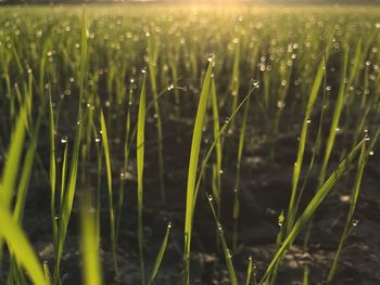 Close-up of wet grass on field