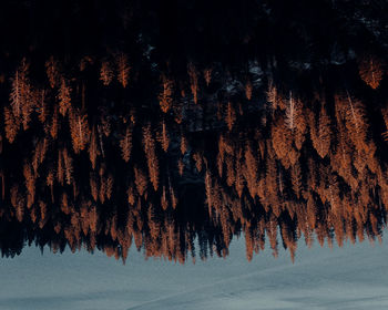 Close-up of snow covered plants in forest