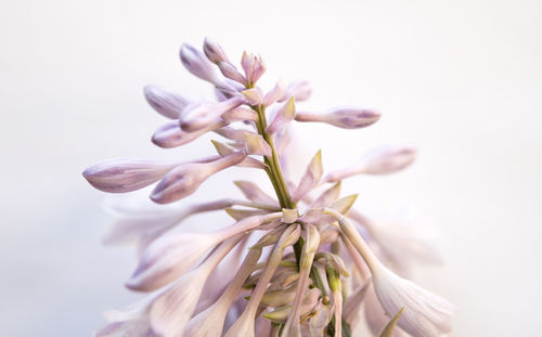 Hosta flowers isolated over white background