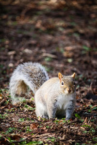 Close-up of squirrel in forest