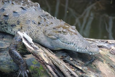 High angle view of crocodile on tree trunk in lake