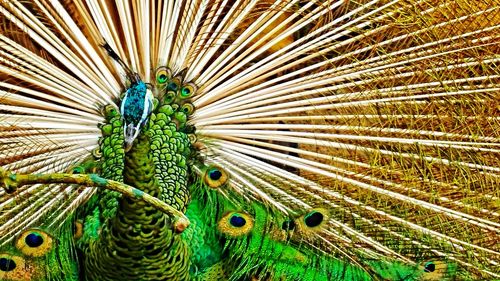 Close-up of peacock