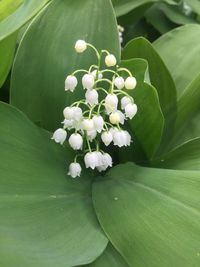 Close-up of white flowering plant leaves